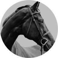 HORSE(@TheFlowHorse) 's Twitter Profile Photo