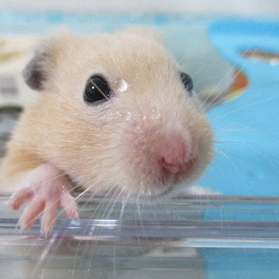 ゆずらっぷ🐹花鳥風月、ネコ、ハムスター、自然、街並み、ときどきいろいろななんか小さくてかわいいやつ、を愛でる南河内のおっさん😎大阪・南河内を中心に、デジカメもっておさんぽ、おでかけの📸写真をぽつりと🎶松江→都内→茨城県南→南大阪
＊フォローバック後のDMは🆖🙅