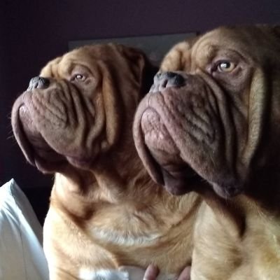 mafia_mastiff Profile Picture