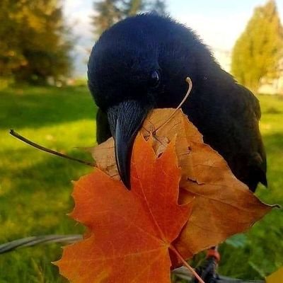GenusCorvidae - Black Lives Matter 🏳️‍🌈 🏳️‍⚧️さんのプロフィール画像