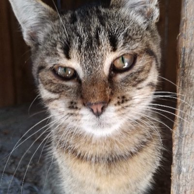 Vex3zy's profile picture. 