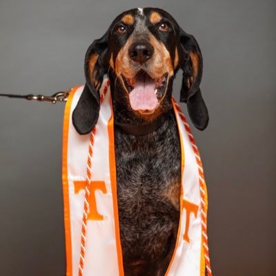 Bcravens16's profile picture. Die hard UT fan. #bleedorange. #Steelers. #VOLS.  Old staff song writer. I miss real country music.
