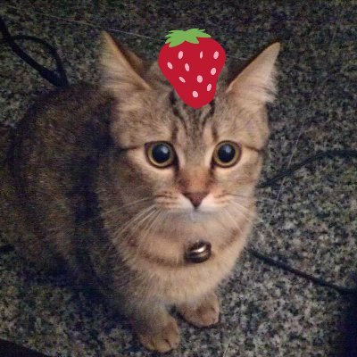 pipichih's profile picture. 貓毛卯毛貓帽 毛帽毛卯貓 / C, Python, VimL, Shell Script, JavaScript