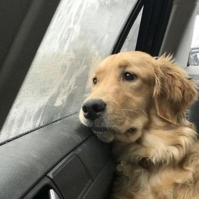 SameehaBhargava's profile picture. overpowered by funk