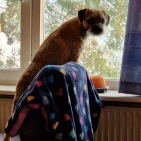 Lady Cindy The Danish BT (@cindybt2022) 's Twitter Profile