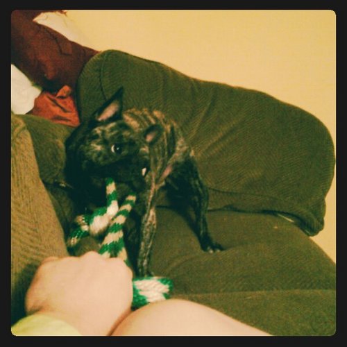 LeonTheLaNon's profile picture. French bulldog. Home wrecker.