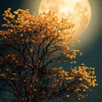 SadiMasud07 (@sadimasud07) Twitter profile photo