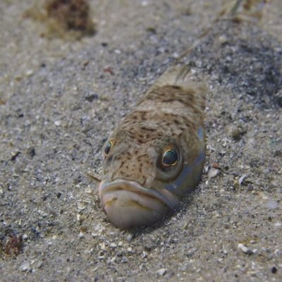 trachinusdracox's profile picture. 
