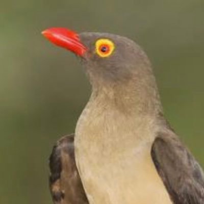 redpildoxpecker Profile Picture