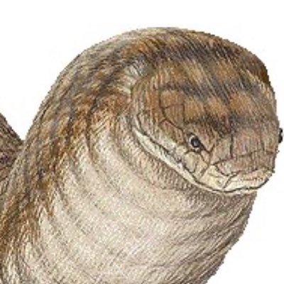 the-tsuchinoko@bsky.socialさんのプロフィール画像