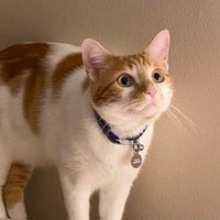 Pumpkin Sink Inspector (@oranglilboi1) 's Twitter Profile Photo Pumpkin Sink Inspector (@oranglilboi1) 's Twitter Profile Photo