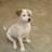 SparkyPelini's profile image