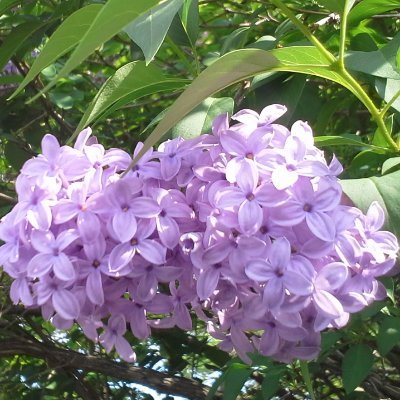 Flowers, plants, nature, sunsets, music
🇨🇦 🌺 🐈 🎶 🍁 🕊️ 🇨🇦