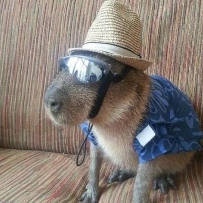 capivarinhadd's profile picture. eu sei que você está triste, sofrendo, precisando de acolhimento, Agora não é hora de ficar triste, porque nós vamos te ajudar!, eu é as capivarinhas!