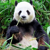 ☼ 𓃬 پاندای اعظم🐼 (@thegreatpandaaa) 's Twitter Profile