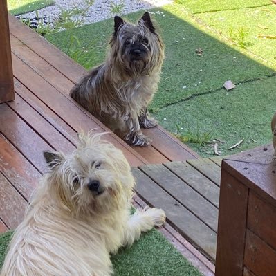 Always playing Cairn Terriers, Major Harriet & Captain Matilda #ZSHQ … Fred & Eddie 🌈