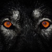 Ike White (@ikewhite116) 's Twitter Profile Photo