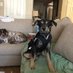 May, Baxter, Mom, and Sam🌈 (@colea7543) Twitter profile photo May, Baxter, Mom, and Sam🌈 (@colea7543) Twitter profile photo