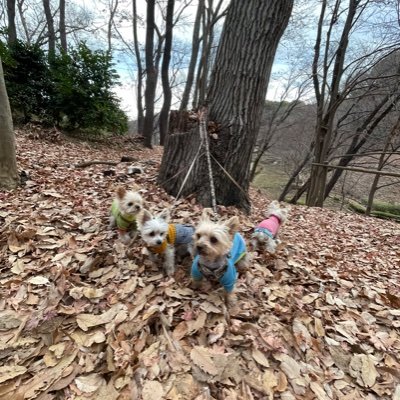 AgXV1VAPReGRCsL's profile picture. 