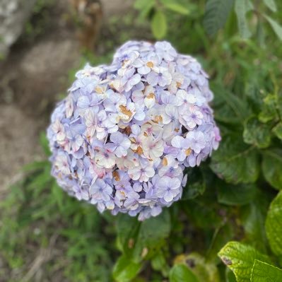 Hery_Bagio's profile picture. Trauma sama usaha perkebunan pare,karena hasil panennya pahit semua.