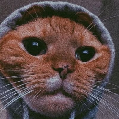 perbagu's profile picture. 🌞sol y poemas