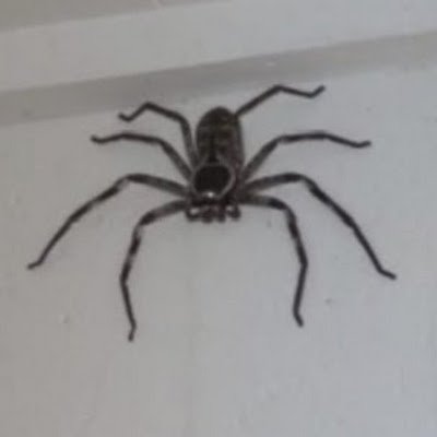 TankarmyG's profile picture. 