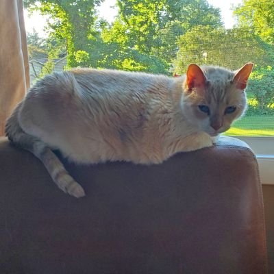 Rajahbear16's profile picture. 