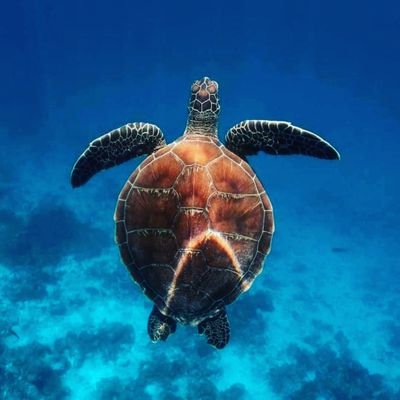 sigit5581's profile picture. 