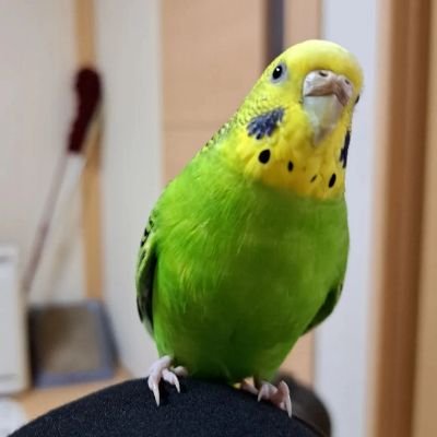 セキセイインコ
みもざ♀️
ひより♀️
らむ♀️
よもぎ♂️
黒猫　るな♀️
キジトラ　しま♀️
ヒョウモントカゲモドキ　つき♀️
ペットショップスタッフ

副業とかいらない。
だからフォローきたら即ブロック👐
さよなら💣💥