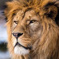 leon conqueror (@44hc44) 's Twitter Profile