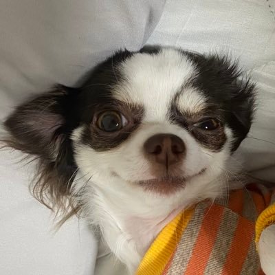 愛犬のまゆちゃん（チワワ2歳♀）の写真を記録として残すことにしました