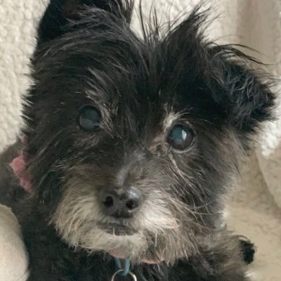 SnczPuppies's profile picture. Vegan/Drummer/Active