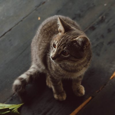 darko00545808's profile picture. 