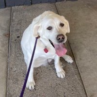 AdoptMeAgouraAnimals (@agouraanimals) 's Twitter Profile