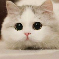 Cat Lovers (@anjeladavis2) 's Twitter Profile