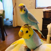 ゆめちゃん🩵🐧🧢🐢🐲🎁 (@yumechachan) 's Twitter Profile Photo