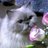 dh_chabin's profile image