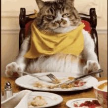 Missfatcatredux's profile picture. 