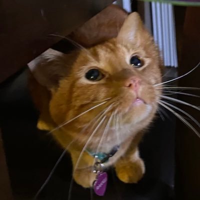 FFX was the best one. Father of an orange bastard. Coffee brewer and roaster. || Self-proclaimed #1 Matikanefukukitaru fan in NA and accepting ALL rivals.