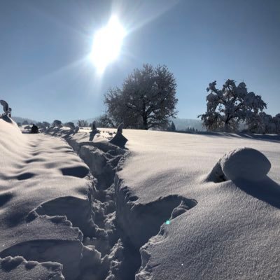 MaleticJ's profile picture. 