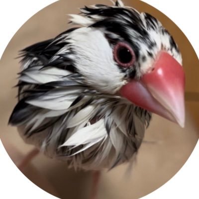 桜文鳥(ごま塩♀)ぷっちぃ🐧2021.9.30生🎂2021.10.29お迎え🏡大好きなぷっちぃとの日々をツイートします✨可愛い鳥さんが溢れるTLは最高ですね💖毎日癒されています🥰飼い主はchoco (アラフィフです)🍫音楽も大好き♪KingGnu♪藤井風さん♪Official髭男dism♪嵐♪