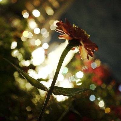 tsuru2_pic's profile picture. フリーランス。少しでも多くの方に見てもらえると嬉しいです。動画もやってます。＃写真好きと繋がりたい ＃フリーランスと繋がりたい