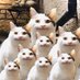 CATS (@nekofukusukei) Twitter profile photo CATS (@nekofukusukei) Twitter profile photo