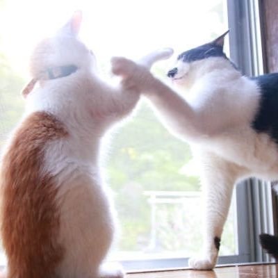 yukiyuyukineco's profile picture. 