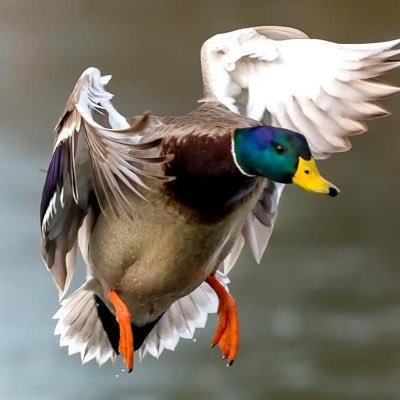 member of ducks unlimited, duck/goose hunter, YouTuber