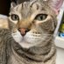 PrettySweetKitties (@prettysweetkits) Twitter profile photo PrettySweetKitties (@prettysweetkits) Twitter profile photo