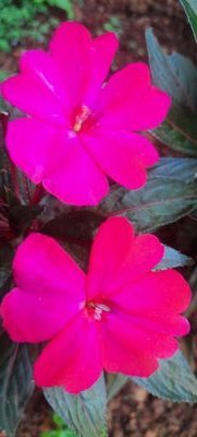 ManualJacob3's profile picture. 