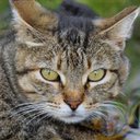 Toni Simmons - @ToniSim49224274 - Twitter