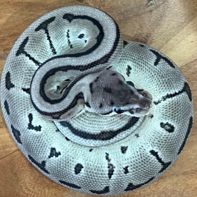 NAskgph's profile picture. ボールパイソン沼につま先が入ったおっさんです。