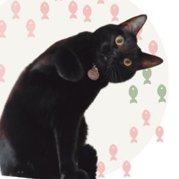 保護猫二世の黒猫はちこ。根っこは内気な甘えん坊、なかなか素直に甘えれないちょっと癖つよはちこの暮し。時々、ねこねこ防災や猫の家づくり情報発信中♪ 無言フォローしちゃいますがご理解のほどよろしくお願いします（＾人＾）＃猫は家族 #ペット防災 #わんにゃん防災